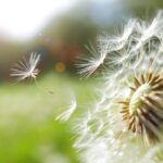 Close-up of dandelion seeds in sunlight.